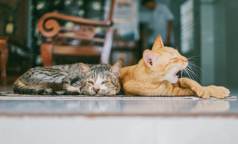 Gatos con covid