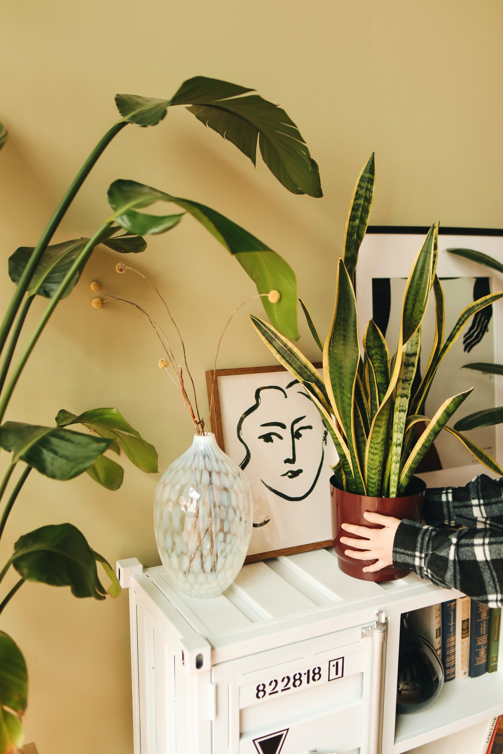 Lengua de tigre. Esta planta es muy decorativa y es perfecta para interiores ya que ayuda a eliminar sustancias tóxicas como benceno, formaldehído y xileno.