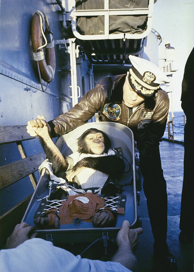 chimpance ham en su retorno a la tierra