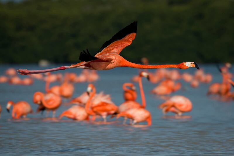 flamingos en celestun yucatan