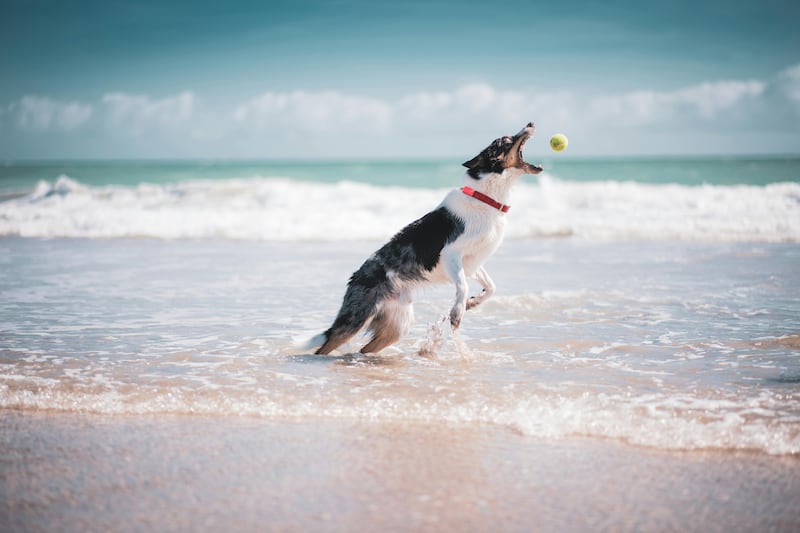 Los mejores hoteles pet-friendly para tus próximas vacaciones en México