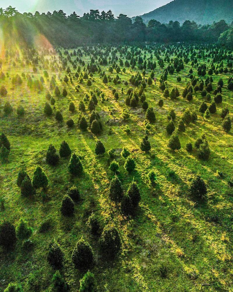 campo de arboles de navidad amecameca