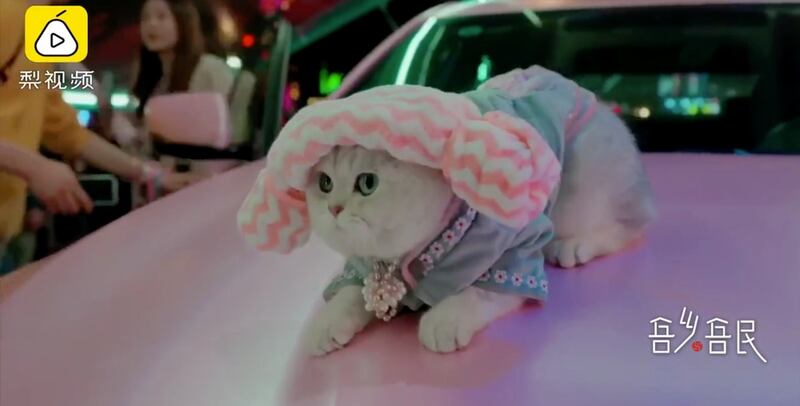 mao mao gatita modelando sobre carro