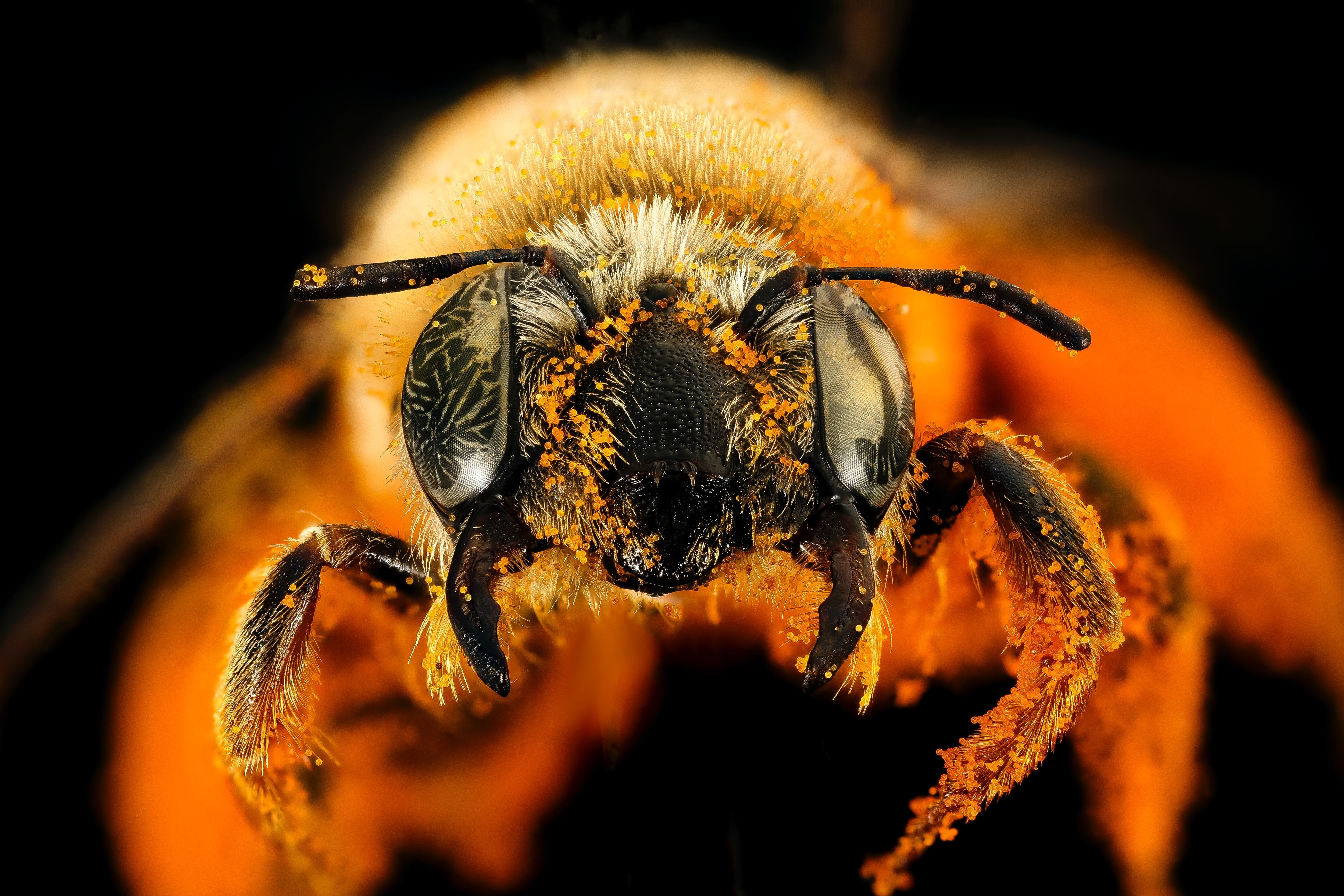 Grandes polinizadores. Las abejas, al igual que las mariposas, colibríes y murciélagos, es considerada uno de los grandes polinizadores del planeta.