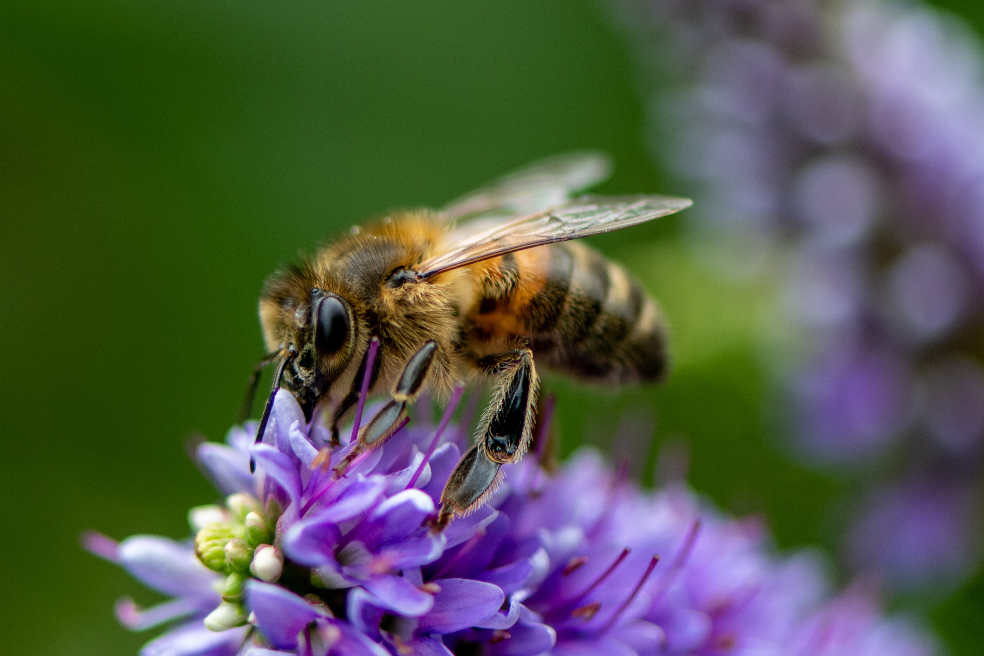 Este 20 de mayo es el Día Mundial de las Abejas, fecha que conmemora la importancia de este insecto para el planeta.