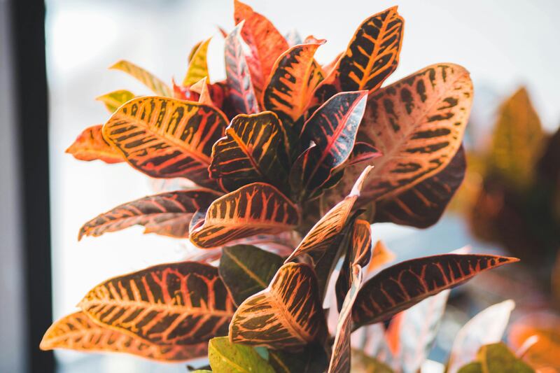 croton planta