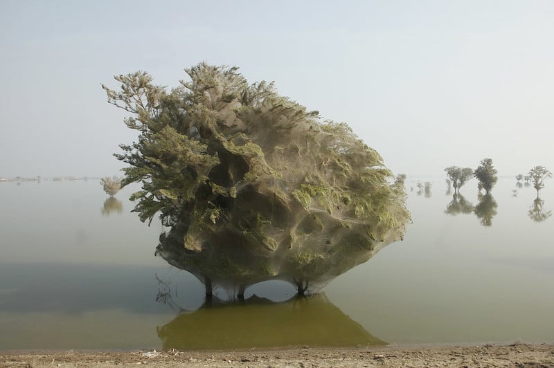 El día que los árboles se cubrieron de telarañas en Pakistán