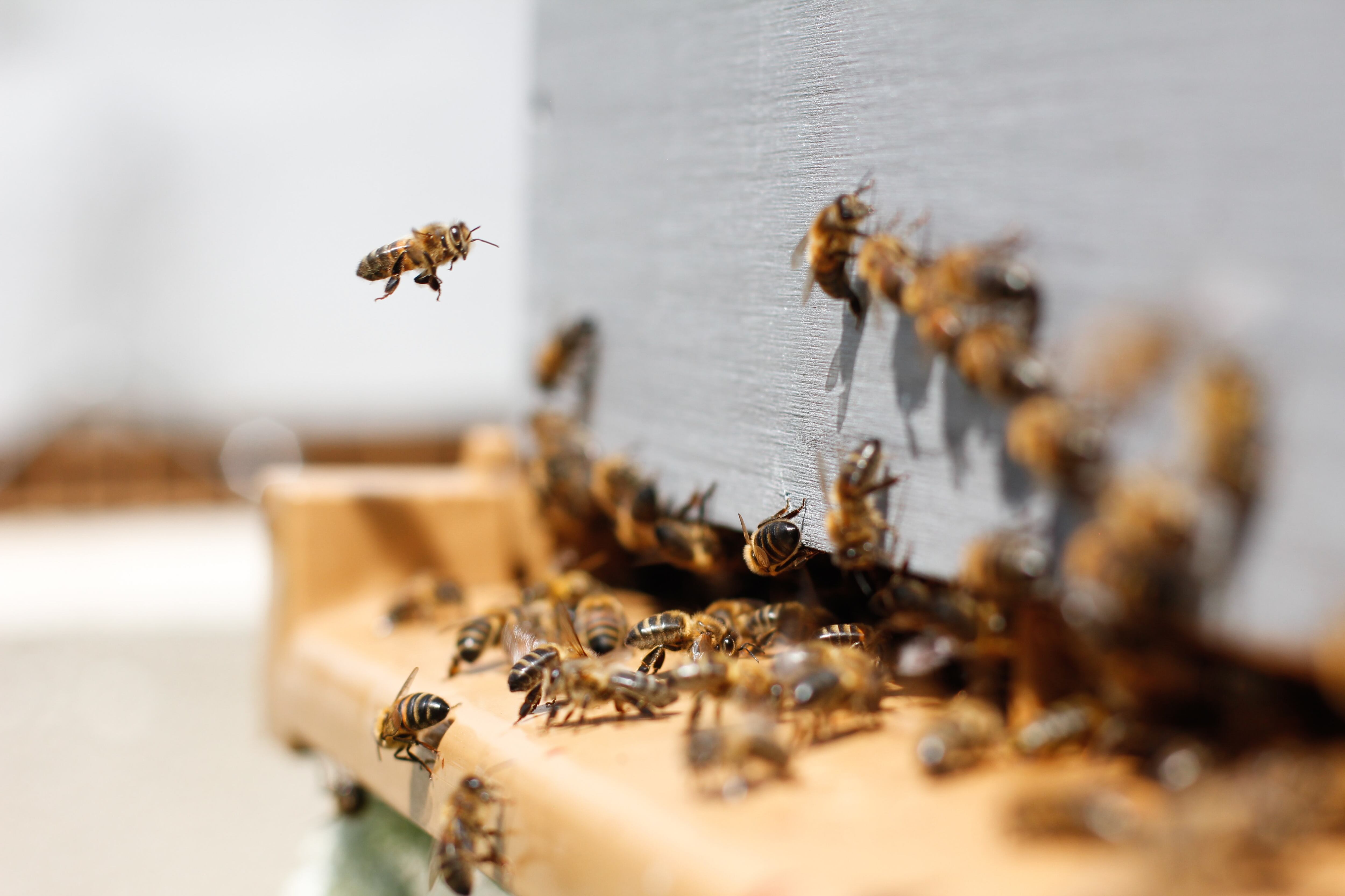 Son muy trabajadoras. Durante su jornada de trabajo, una abeja melífera suele visitar unas 7 mil flores al día. Bastantes, ¿no lo creen?