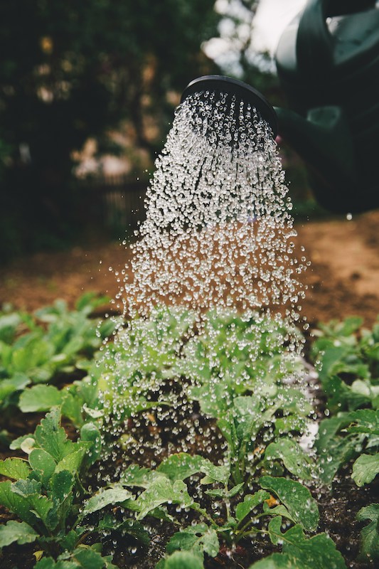 consejos para cuidar plantas