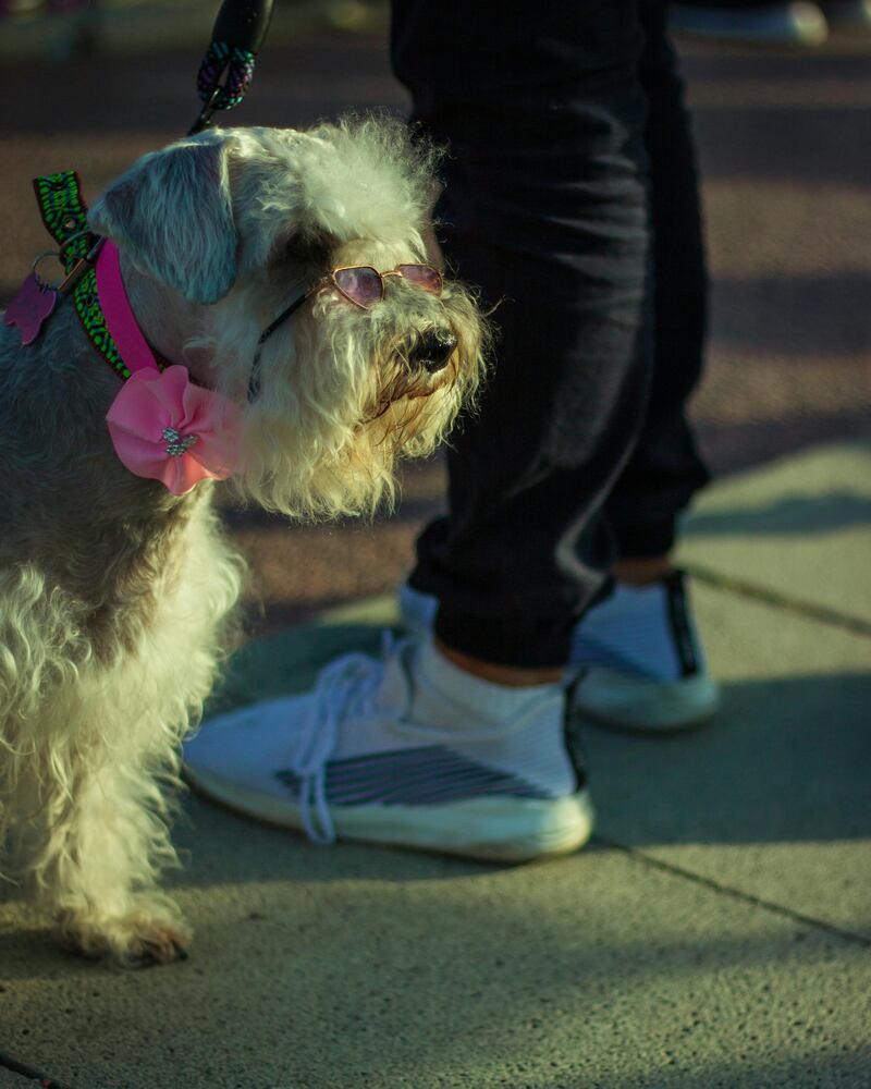 Consejos para sacar a pasear a tu perro en época de calor