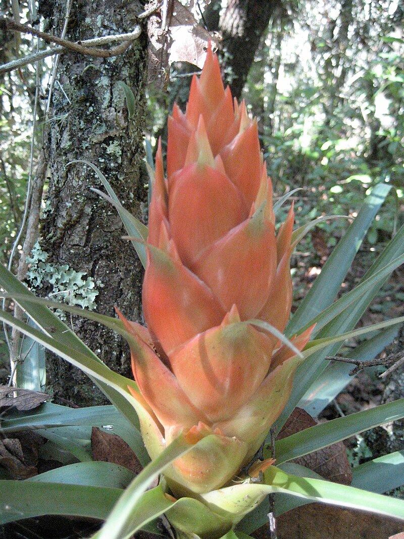 Jardín botánico en San Cristóbal de las Casas