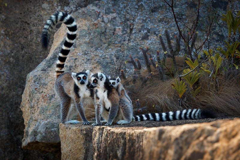 lemur-anillado-animal-nocturno