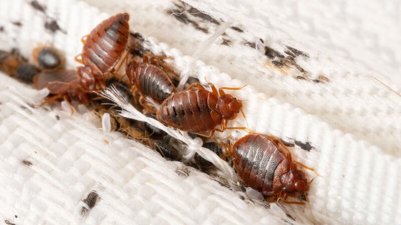 Cómo identificar una picadura de chinche