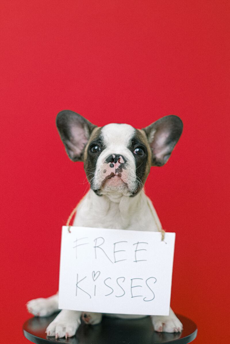 Mitos sobre los perros que pensabas que eran verdad
