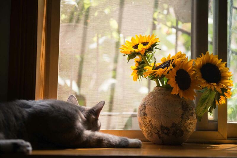 Flores en primavera