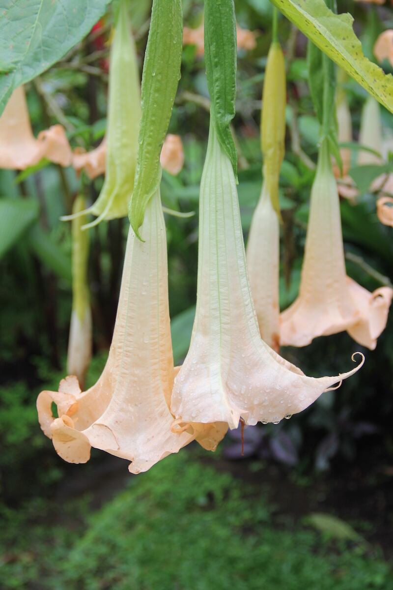 floripondio flor