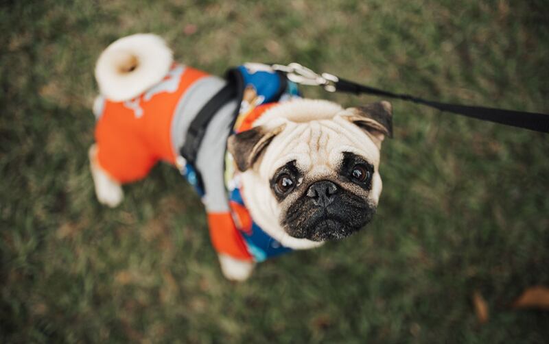 Perros detectan enfermedades