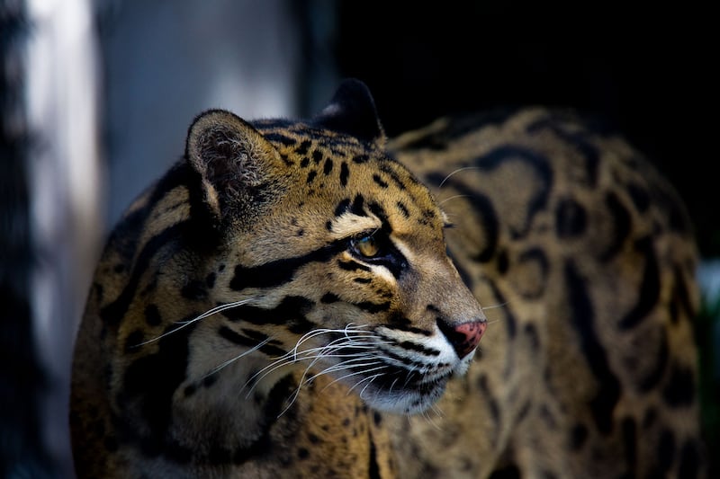 pantera-nebulosa-animal-nocturno