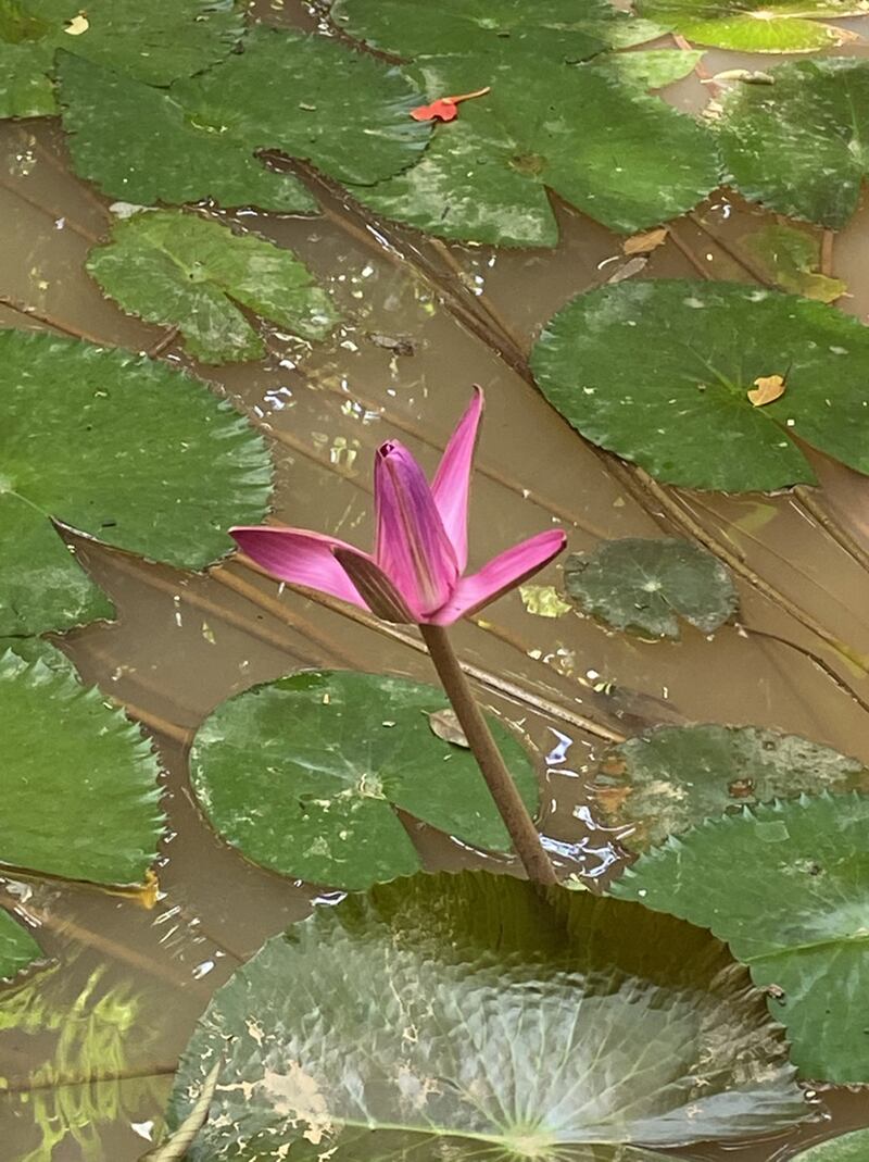 Jardin-botanico-2.jpg