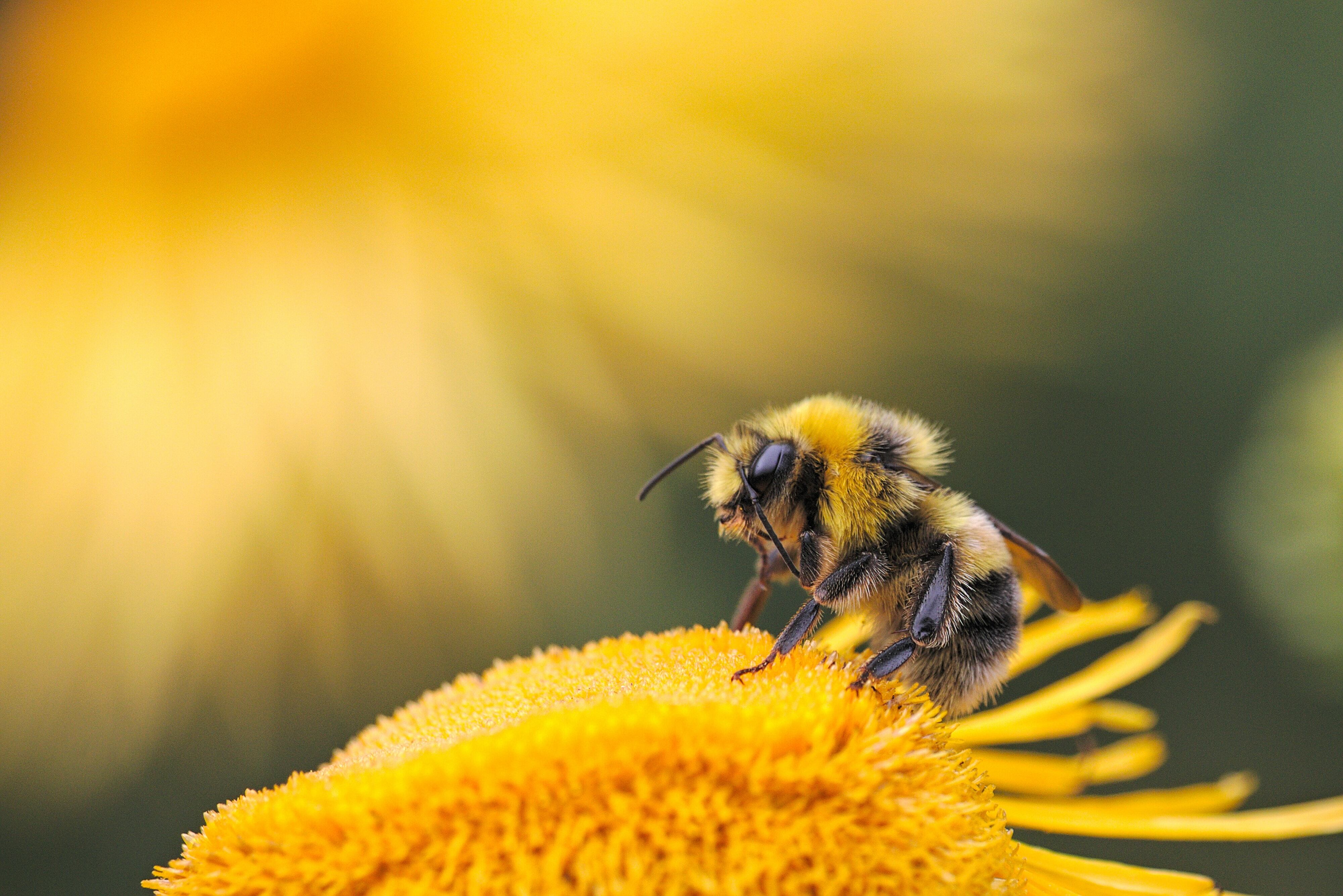 Abejas mexicanas. México tiene su propia especie de abejas yse trata de las abejas meliponas.