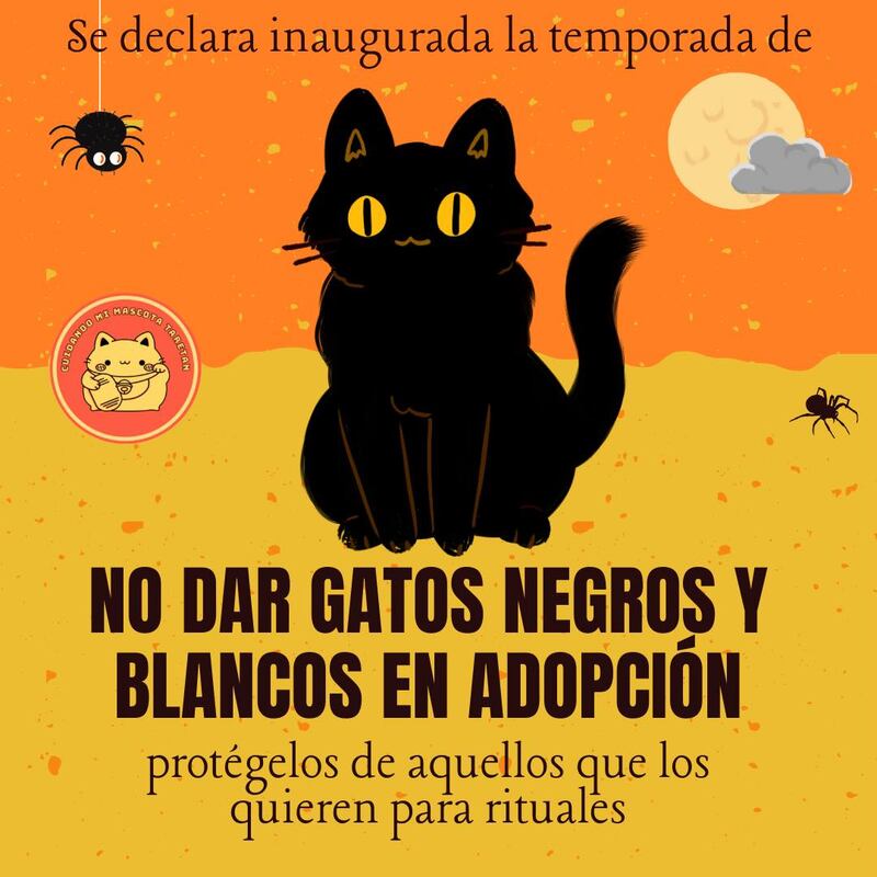 gatos negros en adopcion