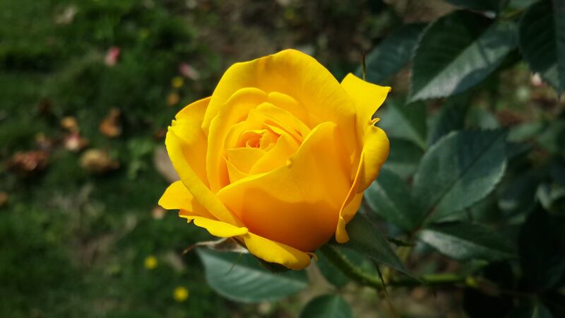 Qué significa que tu pareja te regale rosas amarillas