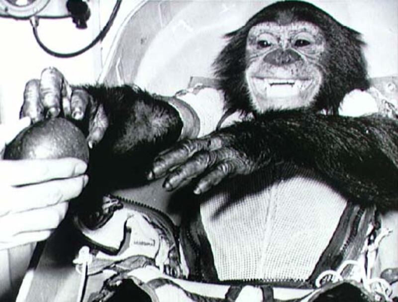 ham chimpance siendo alimentado