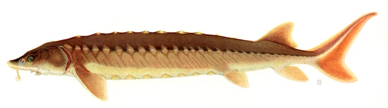Esturión