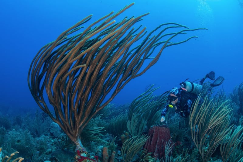 arrecife de coral