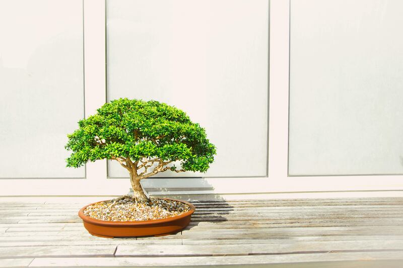 Las plantas que te traerán buena surte, según el Feng Shui
