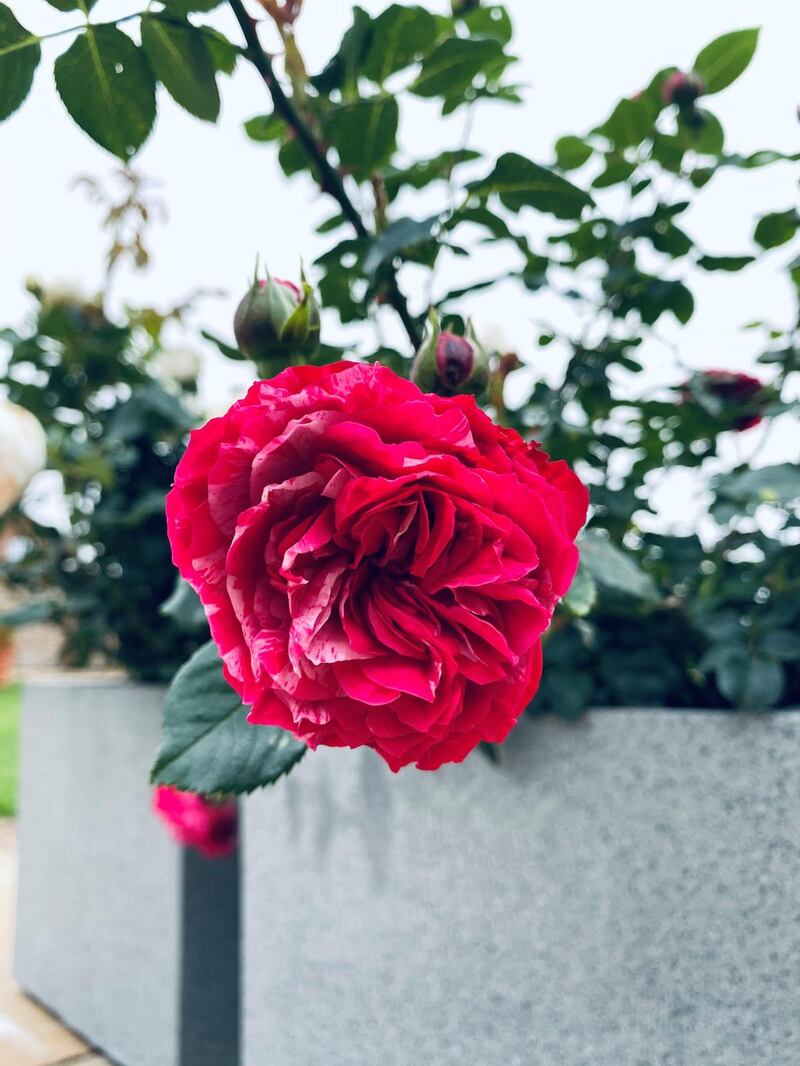 rosa-duque-de-edimburgo.jpeg