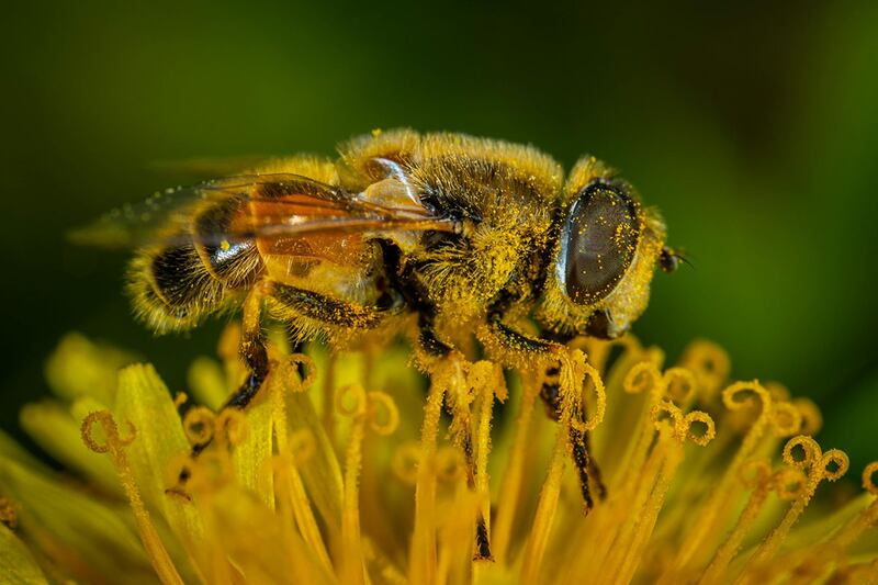 Abeja