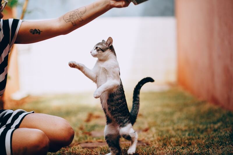 mujer tatuada jugando con un gatito bebé