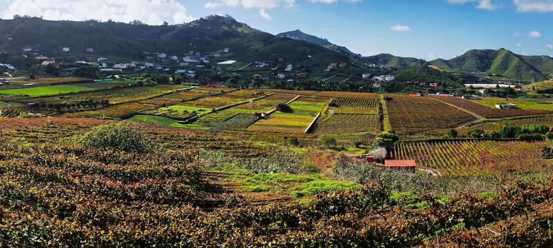 cultivos en la laguna tenerife pesticidas