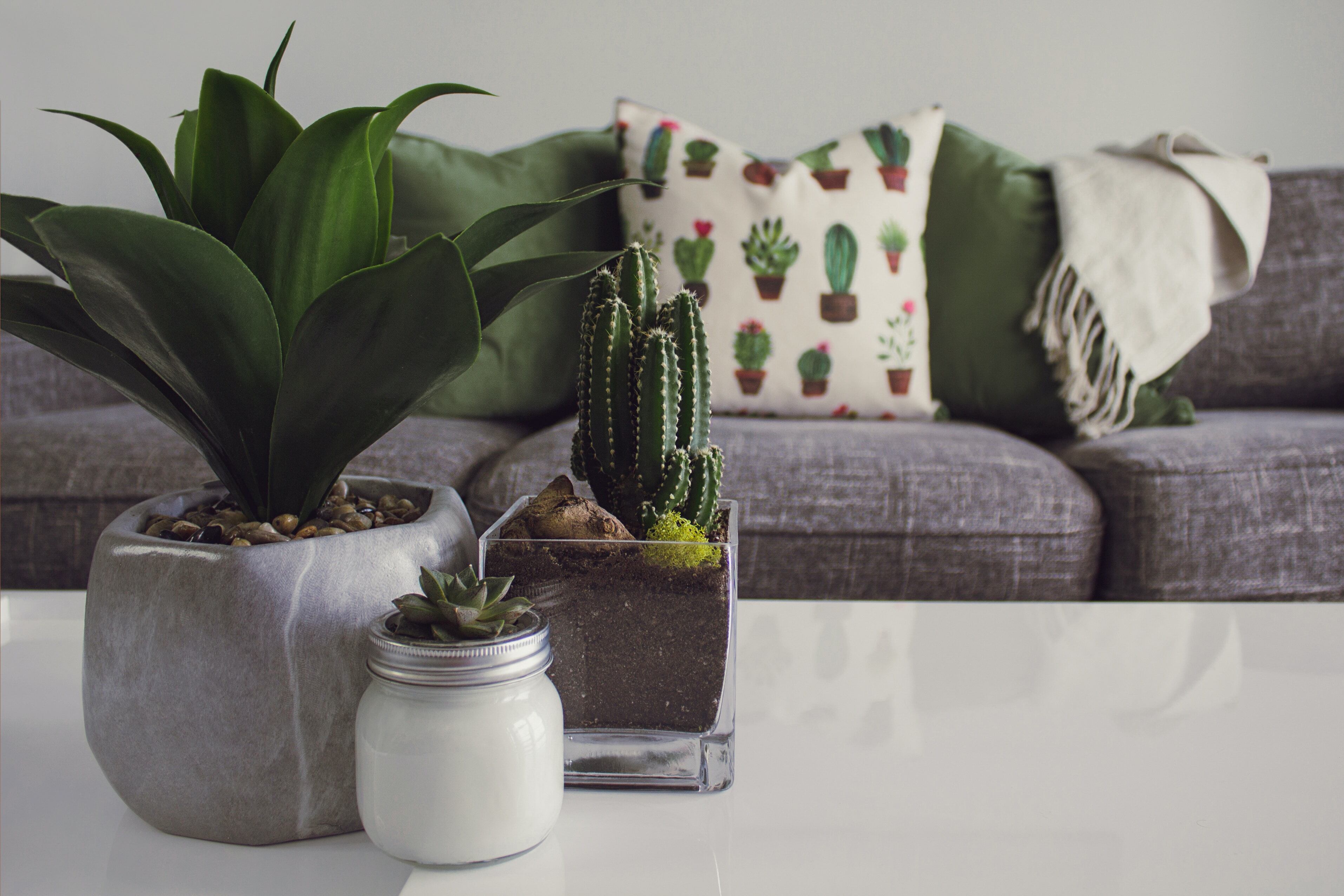 Las plantas, además de lucir hermosas, tiene propiedades que podemos disfrutar en casa. Por ejemplo, darnos frutos e incluso purificar el ambiente de la casa.