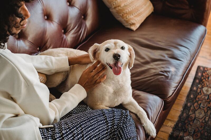 Cómo cuidar a los perros en Navidad y Año Nuevo