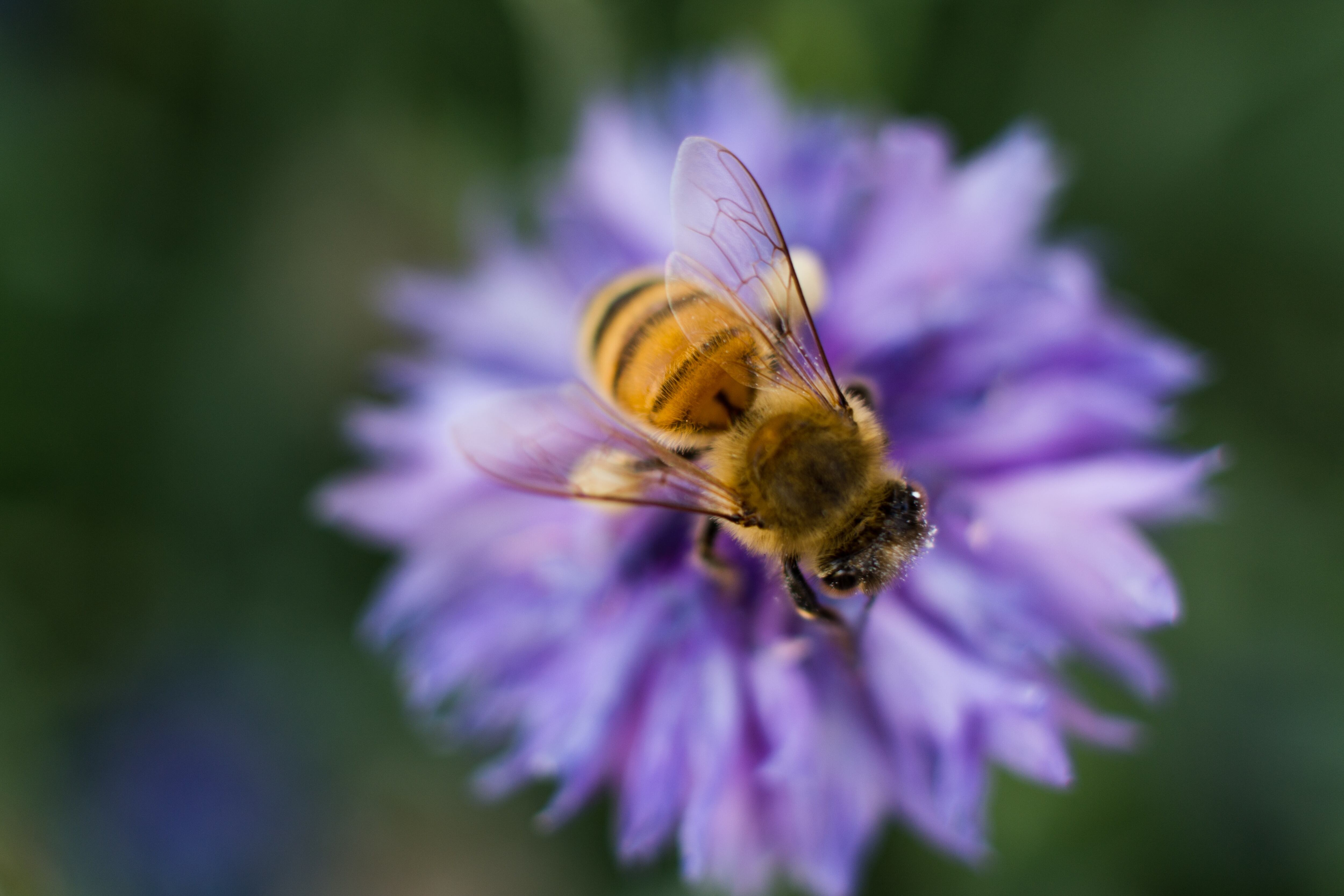 Margaritas, sus flores favoritas. Aunque suele recolectar polen de todas las flores, sus favoritas son las flores de lavanda y margaritas.