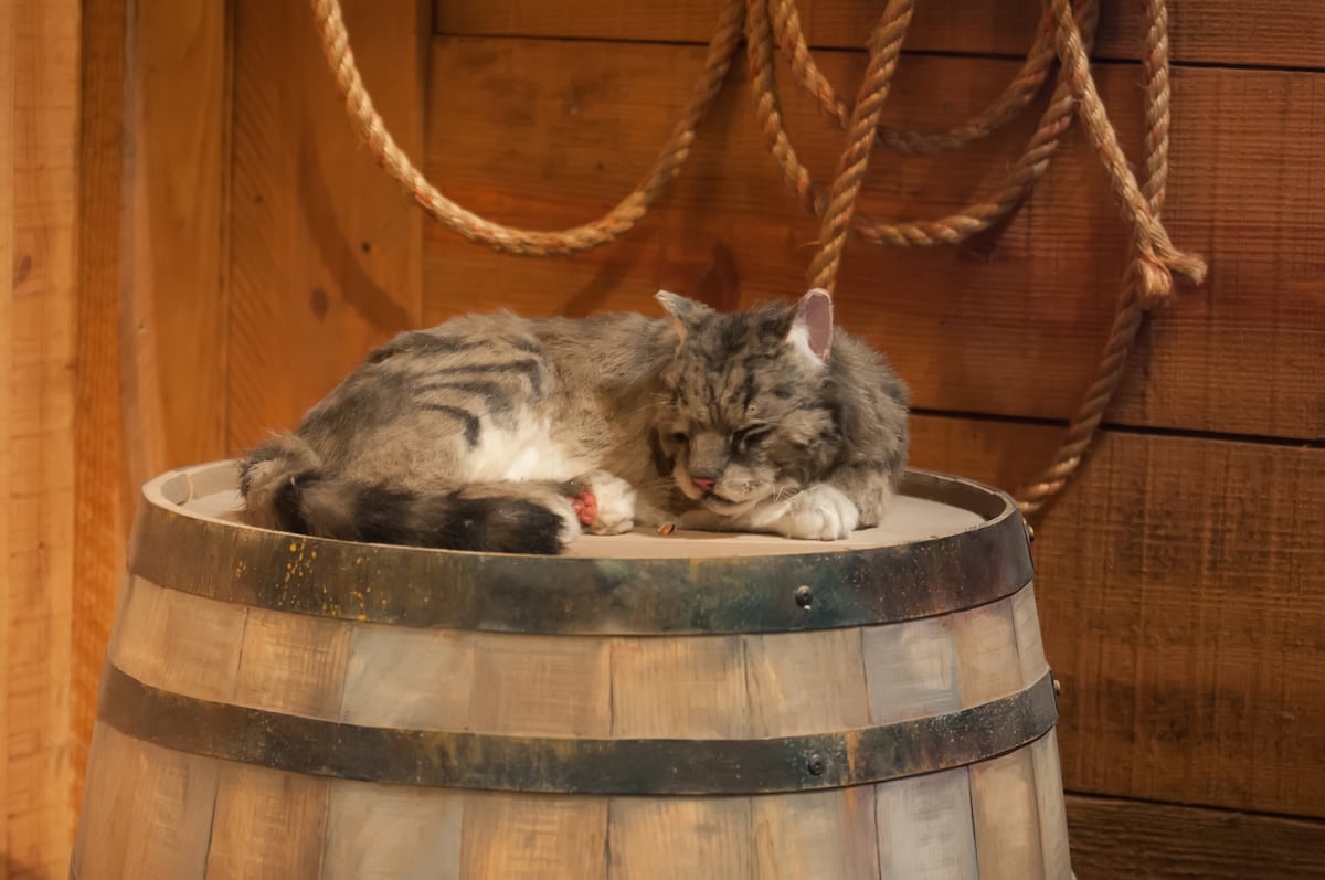 historia secreta de los gatos y la producción de alcohol