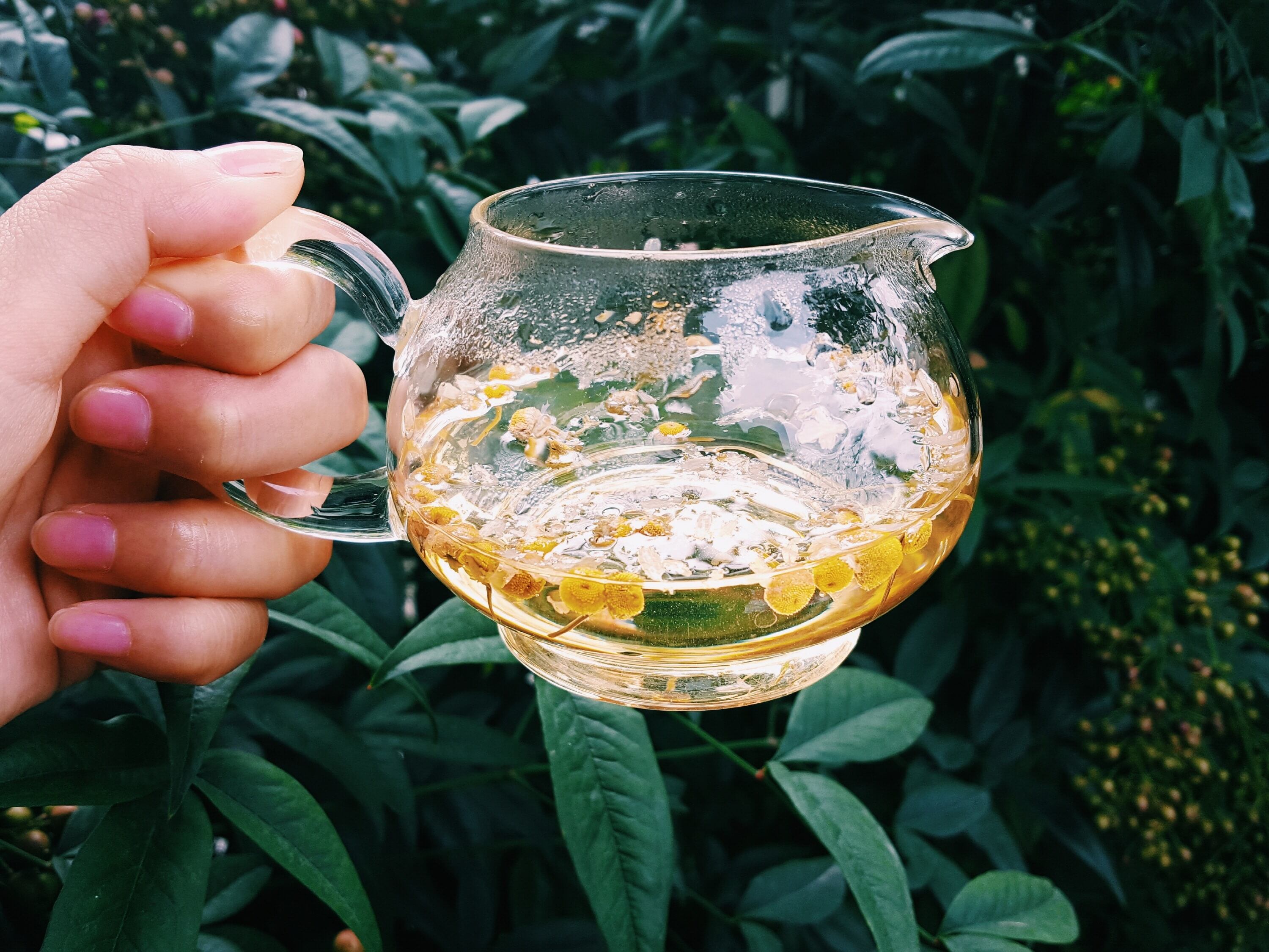 Manzanilla. En una taza pequeña, prepara un poco de té de manzanilla. Esto lo puedes hacer con la flor o una bolsita de té