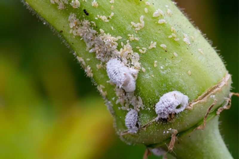 cochinillas en un planta plaga