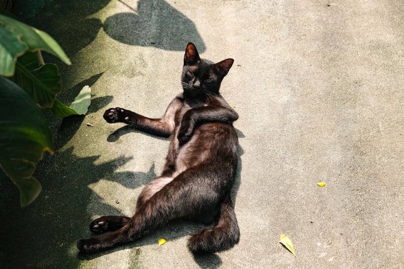 la imagen del gato se relaciona con la femineidad, la belleza y la sensualidad