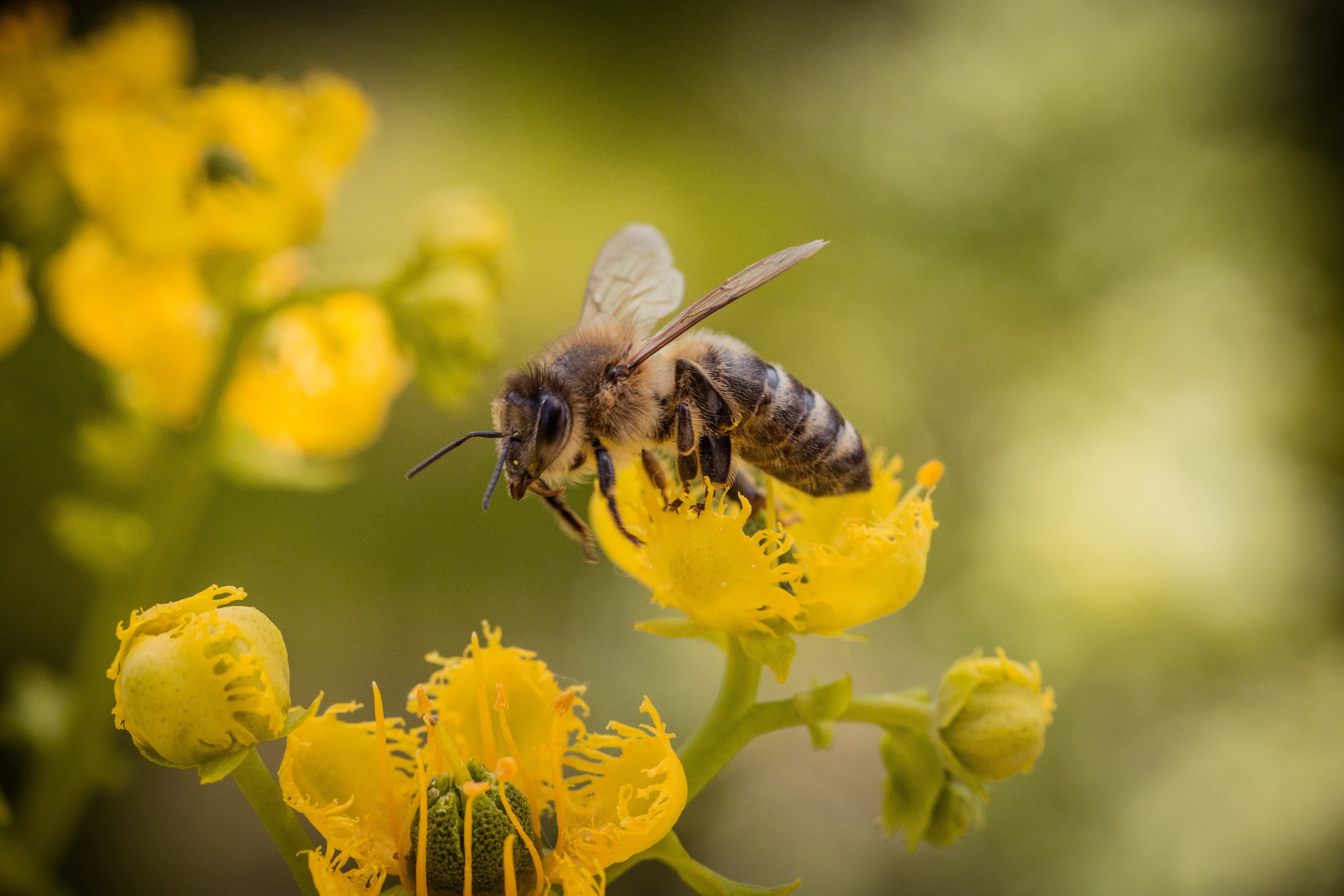 Y para celebrar a las abejas, te revelamos algunos datos curiosos sobre ellas.