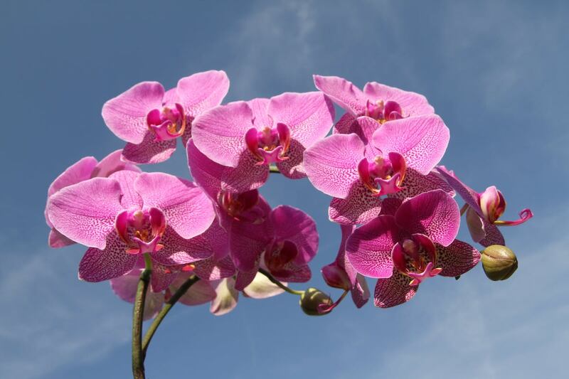 orquidea cuidado