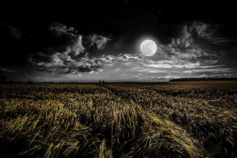 plantas fases lunares