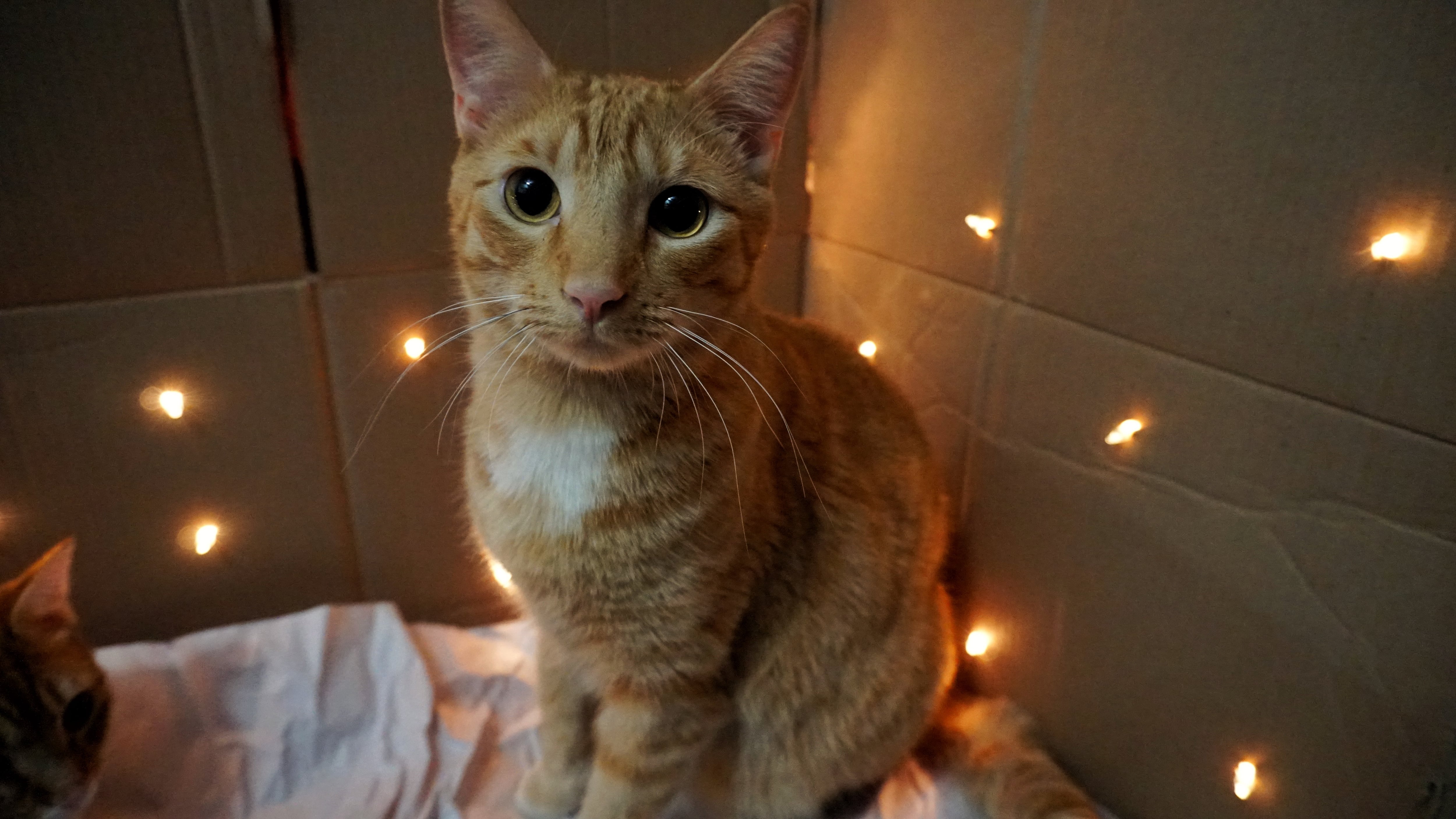 Nuestros amigos de Purina nos ayudaron a revelar este secreto con cinco datos sobre los gatos y las cajas de cartón que nunca imaginaste.