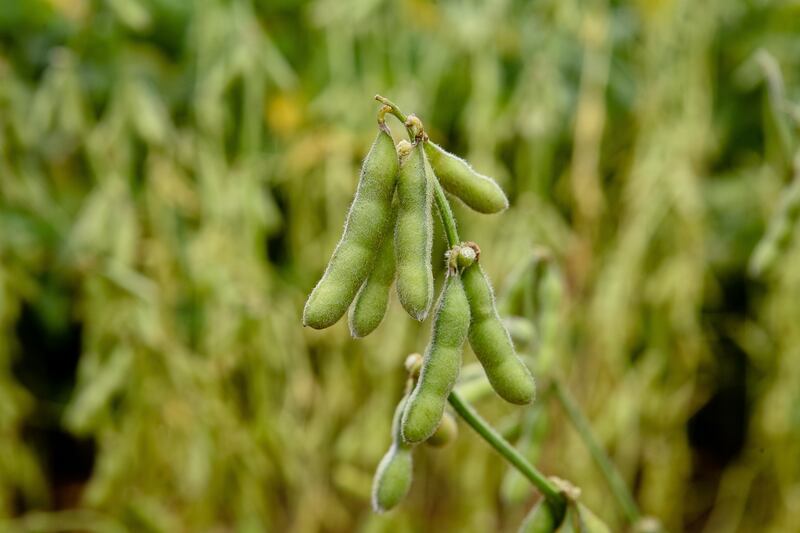 Edamame