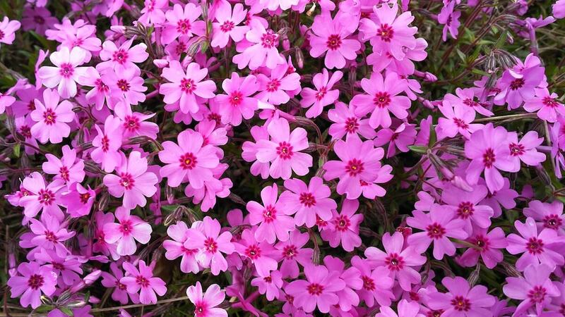 phlox subulata flor rosa