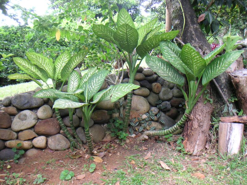 plantas toxicas difenbaquia