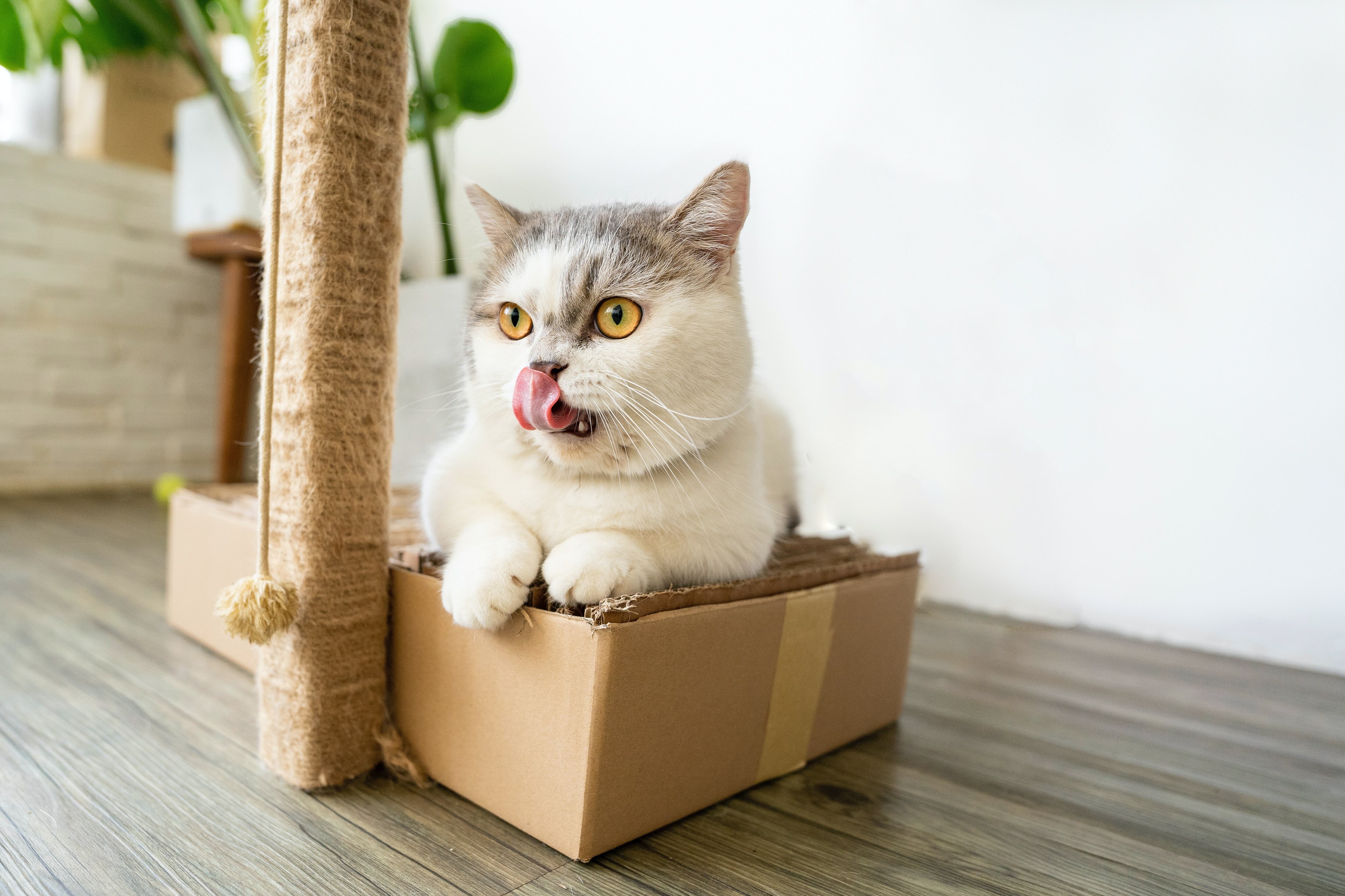 Si te has preguntado por qué tu gato ama las cajas de cartón e incluso las prefiere antes sus juguetes y su preciada cama. Nosotros te damos la respuesta.