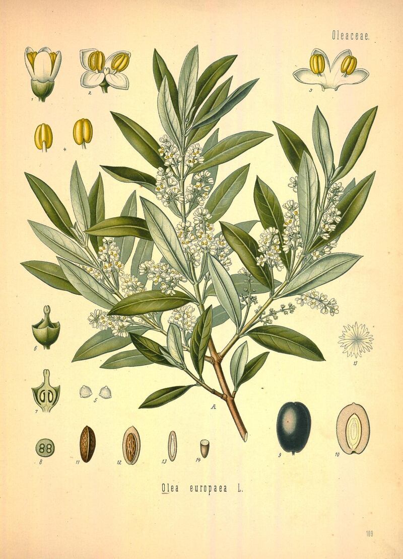 Marihuana, flor de loto y otras plantas consideradas sagradas en el mundo